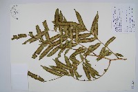 藏品(觀音座蓮舅)的圖片