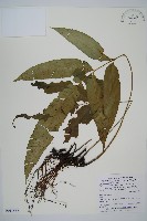 藏品(裂葉雙蓋蕨)的圖片