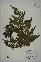 藏品(薄葉擬肋毛蕨)的圖片