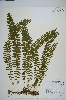 藏品(攀緣陵齒蕨、攀緣鱗始蕨)的圖片