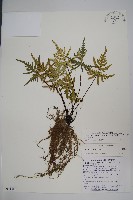 藏品(長柄粉背蕨)的圖片