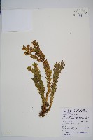 藏品(福氏石松)的圖片