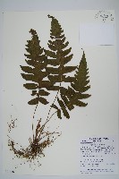 藏品(溪邊蕨)的圖片