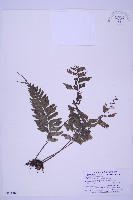 藏品(綠柄剪葉鐵角蕨)的圖片