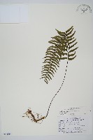 藏品(單邊鐵角蕨)的圖片