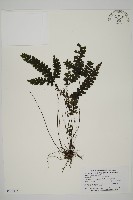 藏品(長尾鐵線蕨)的圖片