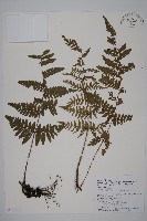 藏品(愛德氏肋毛蕨)的圖片