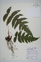 藏品(聖蕨)的圖片