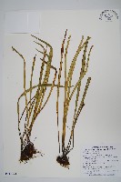 藏品(書帶蕨)的圖片