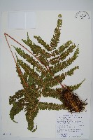 藏品(長柄鳳尾蕨)的圖片