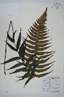 藏品(樸氏雙蓋蕨、毛柄蹄蓋蕨)的圖片