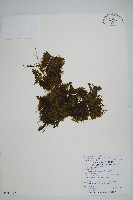 藏品(長毛蕗蕨)的圖片