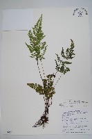 藏品(闊片鱗始蕨、錢氏鱗始蕨)的圖片