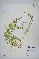 藏品(疏葉卷柏)的圖片