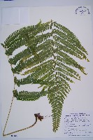 藏品(粗毛鱗蓋蕨)的圖片