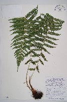 藏品(亞蹄蓋蕨)的圖片