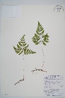 藏品(細裂羽節蕨)的圖片