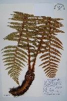 藏品(瓦氏鱗毛蕨)的圖片