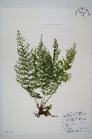 藏品(毛桿蕨)的圖片