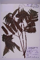 藏品(蛇脈三叉蕨)的圖片