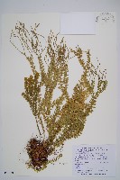 藏品(小垂枝石松)的圖片