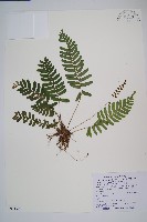 藏品(刺蕨)的圖片