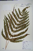 藏品(紅柄鳳尾蕨)的圖片