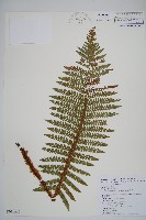 藏品(尖葉耳蕨)的圖片