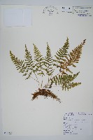 藏品(細毛碗蕨)的圖片