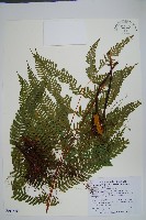 藏品(紅柄鳳尾蕨)的圖片