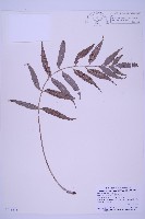 藏品(蘭嶼鐵角蕨)的圖片