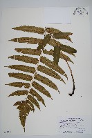 藏品(史氏鱗毛蕨)的圖片