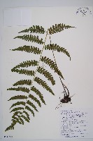 藏品(假蹄蓋蕨、東洋蹄蓋蕨)的圖片