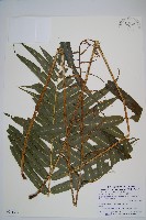 藏品(細葉實蕨)的圖片