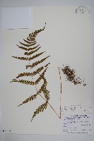 藏品(光葉凸軸蕨)的圖片