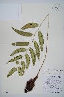 藏品(網脈耳蕨、柳葉蕨)的圖片