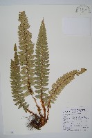 藏品(硬葉耳蕨)的圖片