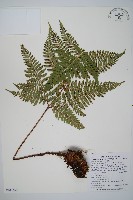 藏品(臺灣鱗毛蕨)的圖片