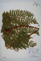 藏品(小苞鱗毛蕨)的圖片