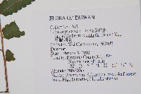 藏品(網脈刺蕨)的圖片