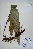 藏品(扇蕨)的圖片