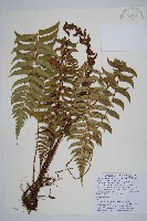 藏品(鞭葉耳蕨)的圖片