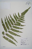 藏品(深山雙蓋蕨)的圖片