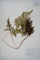 藏品(長葉鱗毛蕨)的圖片