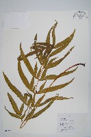 藏品(臺灣鳳尾蕨)的圖片