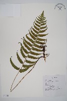 藏品(鋸齒雙蓋蕨、線葉雙蓋蕨、刺鱗雙蓋蕨)的圖片