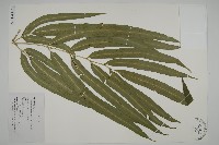 藏品(日本鳳丫蕨)的圖片