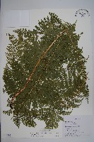 藏品(魚鱗蕨)的圖片