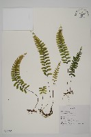 藏品(複齒鐵角蕨)的圖片