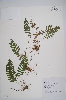 藏品(刺蕨)的圖片